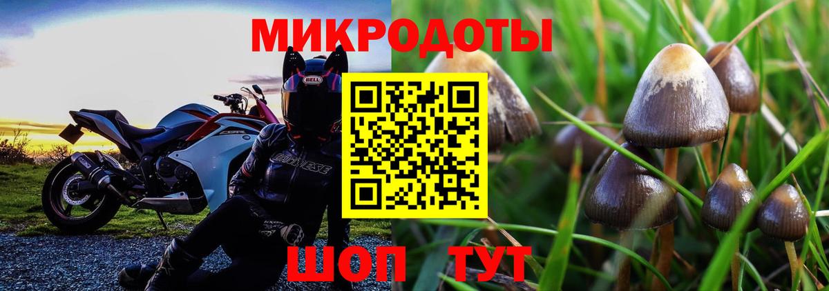 Галлюциногенные грибы Psilocybine cubensis  Белореченск  Галлюциногенные грибы Psilocybe 