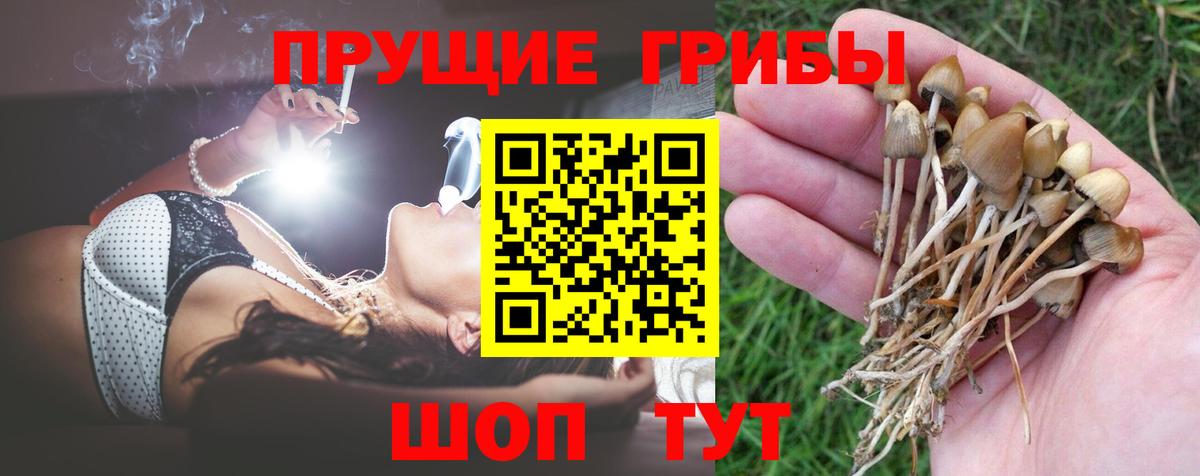 Псилоцибиновые грибы Psilocybe  Вход с VPN  Белореченск 
